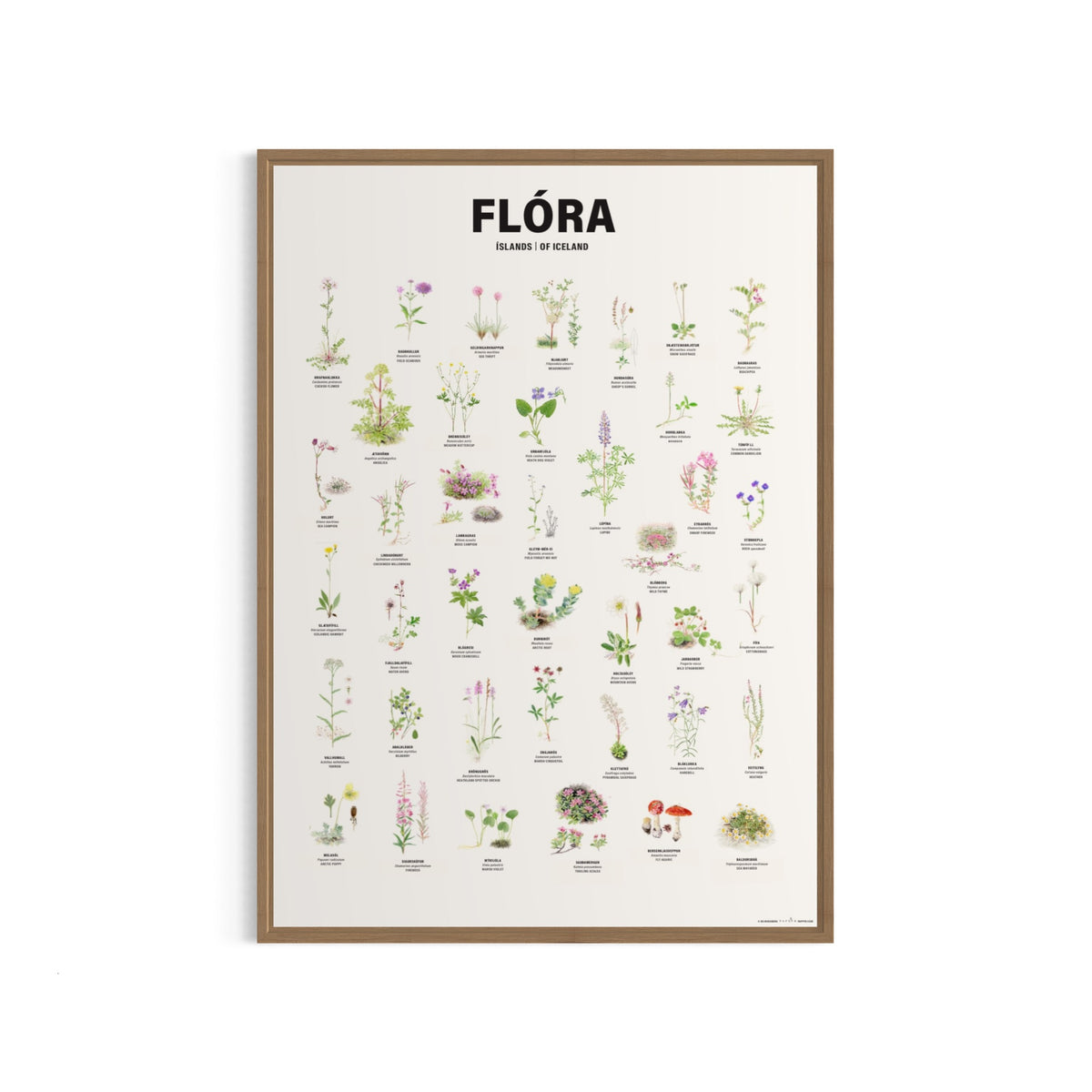 Flóra Íslands - veggspjald 50x70