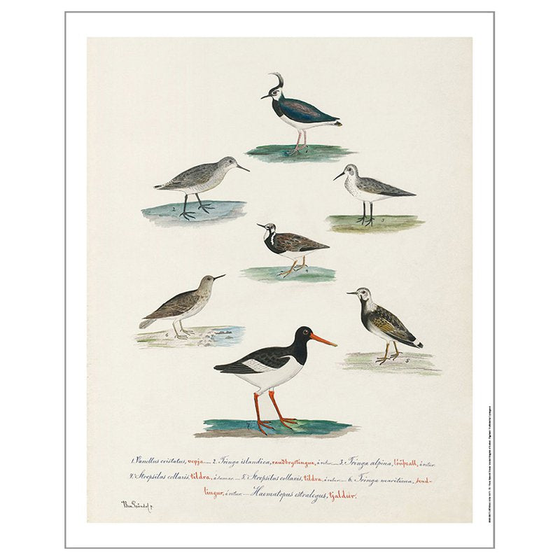 Fuglar Benedikts Gröndal